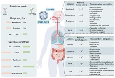 Gut microbiota: a potential influencer of insomnia occurring after COVID-19 infection